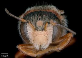   Pseudoanthidiumnbsp;byinskiinbsp; male face, photo: Chelsey Ritner 
